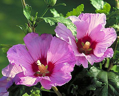 Image result for Hibiscus syriacus