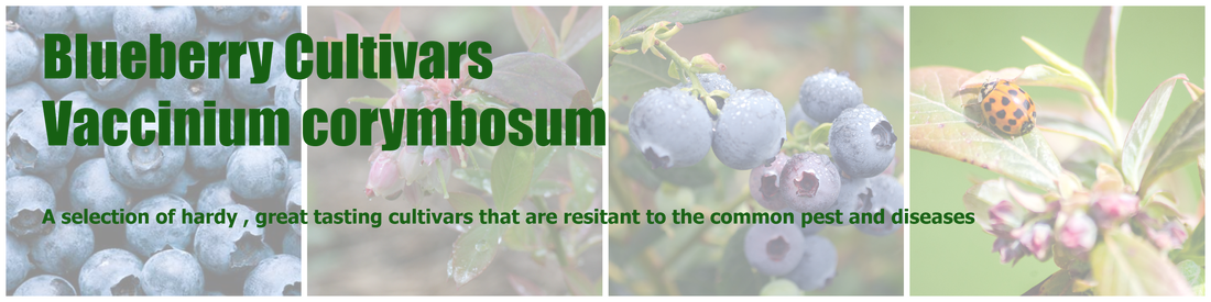 Blueberry - Vaccinium corymbosum