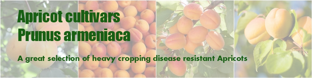 Apricot - Prunus armeniaca
