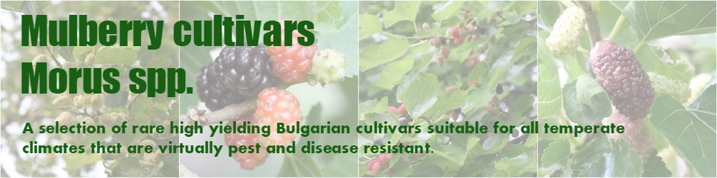 Mulberry cultivars Morus spp.